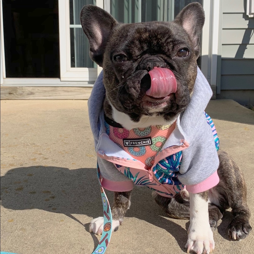 Frenchie appreciation post 💕💕 - Picture 8 of 8